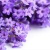 lavendercure